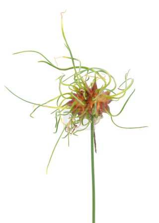 Ail sauvage isolé sur fond blanc, Allium vineale