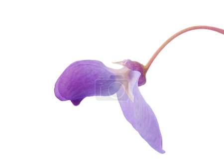Chinese wisteria flower isolated on white background, Wisteria sinensis