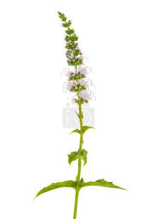 Minze isoliert auf weißem Hintergrund, Mentha spicata
