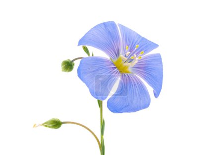 Fleur de lin bleu isolée sur fond blanc, Linum perenne