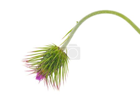Spear thistle flower bud isolated on white background, Cirsium vulgare