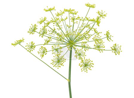 Dill isolated on white background, Anethum graveolens