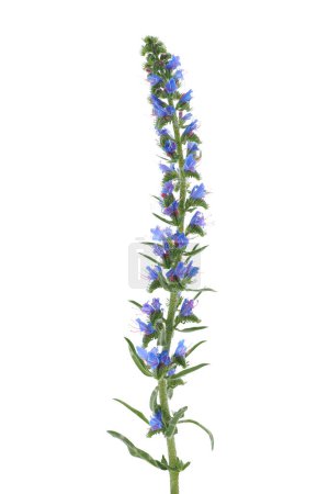 Vipers bugloss flower isolated on white background, Echium vulgare