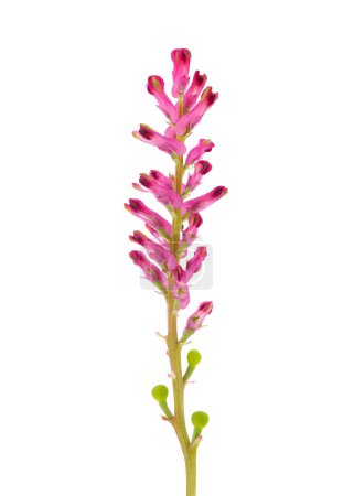 Dense-flowered fumitory flower isolated on white background, Fumaria densiflora