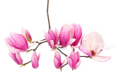 Blossoming saucer magnolia tree branch isolated on white background, Magnolia  soulangeana