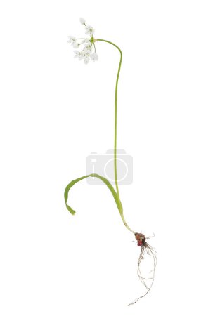Weiße Knoblauchpflanze isoliert auf weißem Hintergrund, Allium neapolitanum