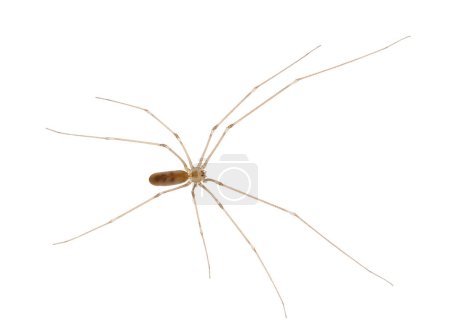 Cosmopolitan cellar spider isolated on white background, Pholcus phalangioides
