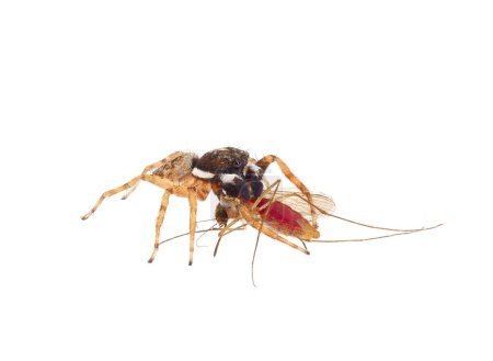 Halbkantige Wandspinne frisst eine Mücke isoliert auf weißem Hintergrund, Menemerus semilimbatus
