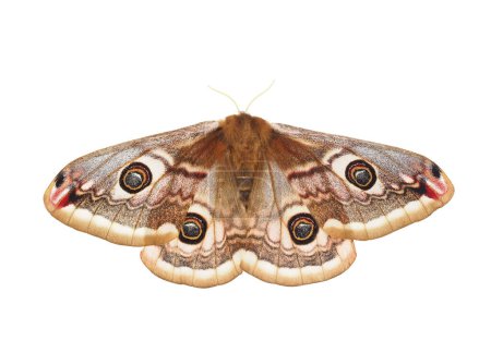 Small emperor moth isolated on white background, Saturnia pavonia