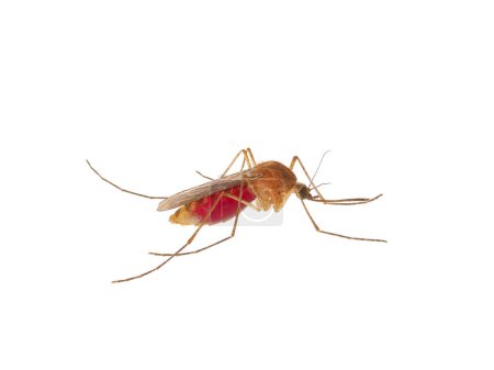 Überschwemmungsmücke voller Blut isoliert auf weißem Hintergrund, Aedes vexans