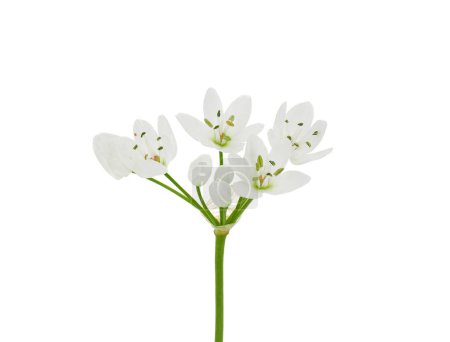 Flor de ajo blanco aislada sobre fondo blanco, Allium napolitanum