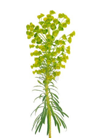 Mediterrane Wolfsmilchpflanze isoliert auf weißem Hintergrund, Euphorbia characters