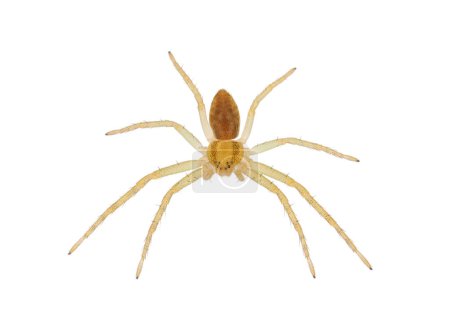 Araignée de crabe isolée sur fond blanc, Philodromus albidus