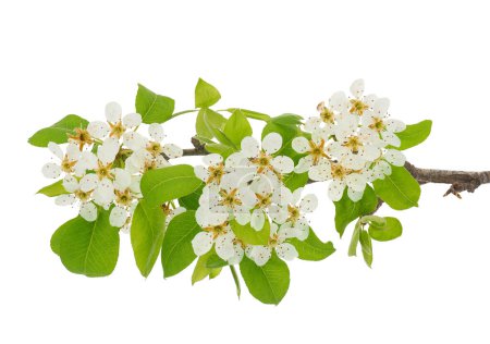Blossoming common pear tree branch isolated on white background, Pyrus communis