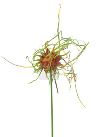 Ajo silvestre aislado sobre fondo blanco, Allium vineale