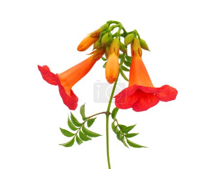 Trumpet vine isolated on white background, Campsis radicans