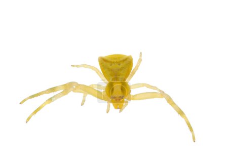 Araña cangrejo aislada sobre fondo blanco, Thomisus onustus