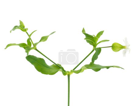 Forked catchfly plant isolated on white background, Silene dichotoma