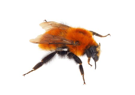 abeja carder común aislado sobre fondo blanco, Bombus pascuorum