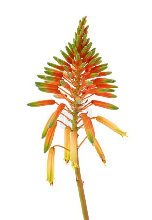 Krantz aloe flower isolated on white background, Aloe arborescens