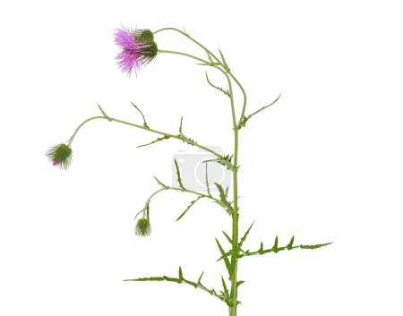 Spear thistle isolated on white background, Cirsium vulgare