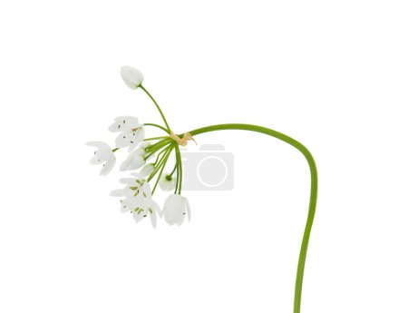 Flor de ajo blanco aislada sobre fondo blanco, Allium napolitanum