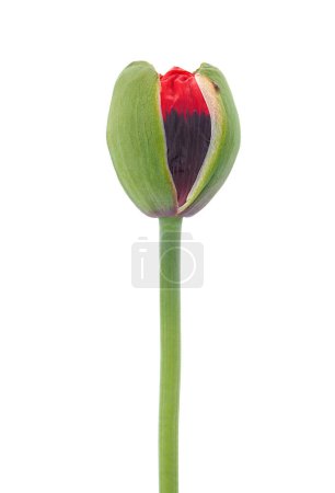 Opium poppy flower bud isolated on white background, Papaver somniferum