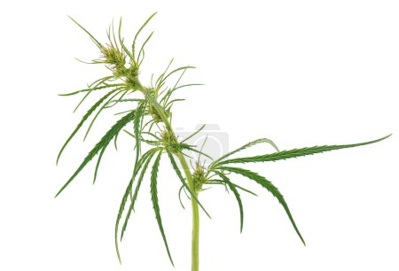 marijuana médicinale isolée sur fond blanc, Cannabis sativa