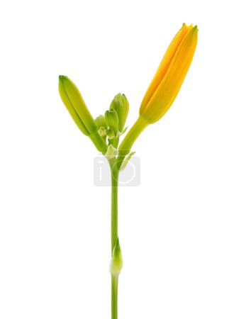 Foto de Reflorecimiento Capullos de flores Daylily aislados sobre fondo blanco, Hemerocallis Stella de Oro - Imagen libre de derechos
