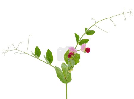 Pea plant isolated on white background, Pisum sativum