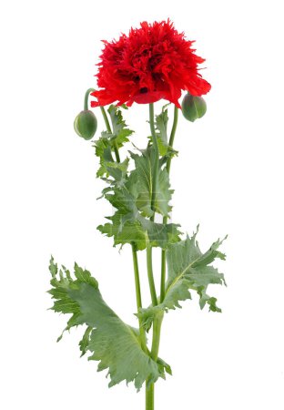 Opium poppy isolated on white background, Papaver somniferum