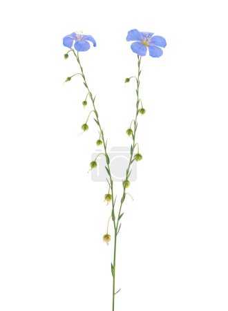 Blue flax isolated on white background, Linum perenne