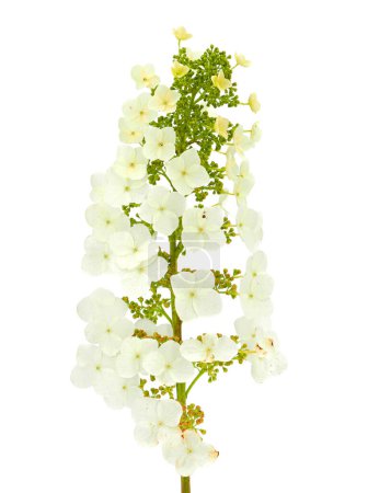 Eichenblatt-Hortensie isoliert auf weißem Hintergrund, Hortensie quercifolia