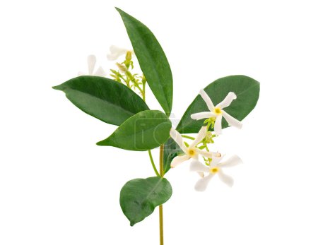 Téléchargez les photos : Jasmin étoilé isolé sur fond blanc, Trachelospermum jasminoides - en image libre de droit