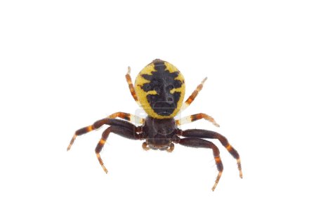 Araña Napoleón amarilla aislada sobre fondo blanco, Synema globosum