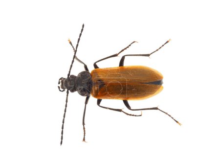 Dunkelkäfer isoliert auf weißem Hintergrund, Pseudocistela ceramboides