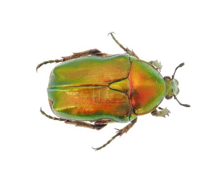 Photo for European rose chafer beetle isolated on white background, Cetonia aurata - Royalty Free Image