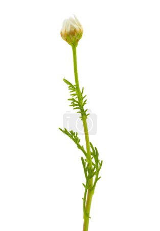 Photo for Flower bud of German chamomile isolated on white background, Matricaria chamomilla - Royalty Free Image