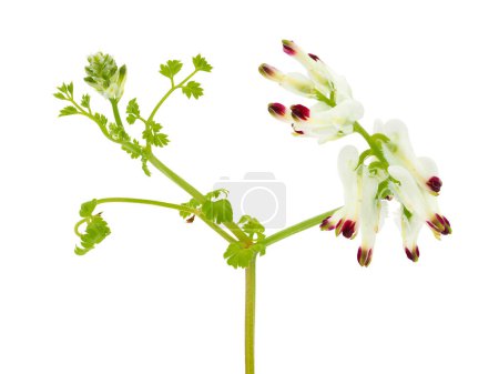 White ramping raumitory isoliert auf weißem Hintergrund, Fumaria capreolata