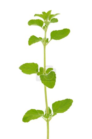 Téléchargez les photos : Petite calamine isolée sur fond blanc, Clinopodium nepeta - en image libre de droit