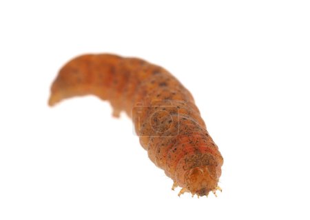 Angle shades caterpillar isolated on white background, Phlogophora meticulosa
