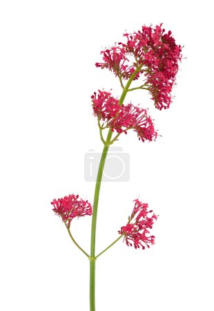 Red valerian isolated on white background, Centranthus ruber