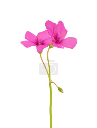Photo for Pink-sorrel isolated on white background, Oxalis articulata - Royalty Free Image