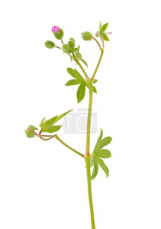 Small geranium isolated on white background, Geranium pusillum