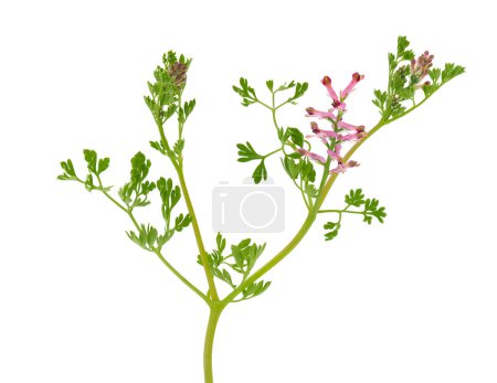 Common fumitory isolated on white background, Fumaria officinalis