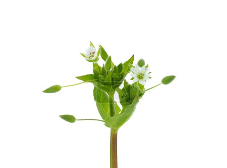 Foto de Mayor planta de algodoncillo aislada sobre fondo blanco, Stellaria neglecta - Imagen libre de derechos