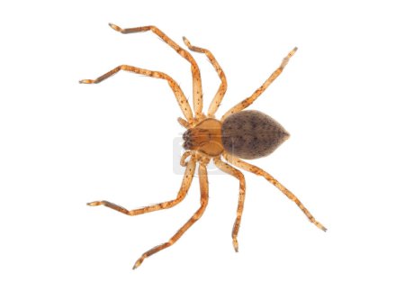 Huntsman spider isolated on white background, Olios argelasius female