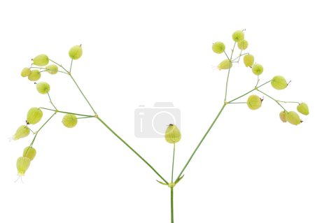 Blasenkampferpflanze isoliert auf weißem Hintergrund, Silene vulgaris