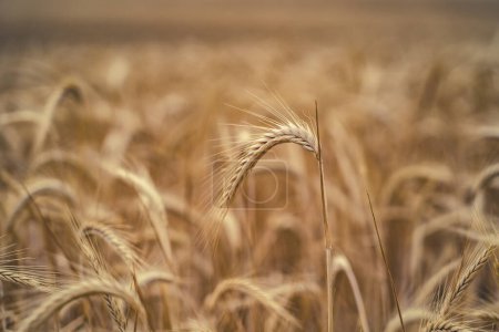 Foto de Cultivo de cereales contra el cielo azul y gris, espigas de trigo en primer plano con fondo de plantación - Imagen libre de derechos