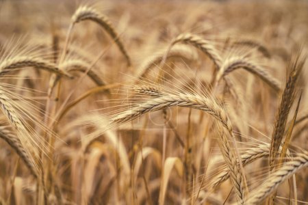 Photo for Cereal crop against blue and gray sky, ears of wheat in the foreground with plantation background - Royalty Free Image